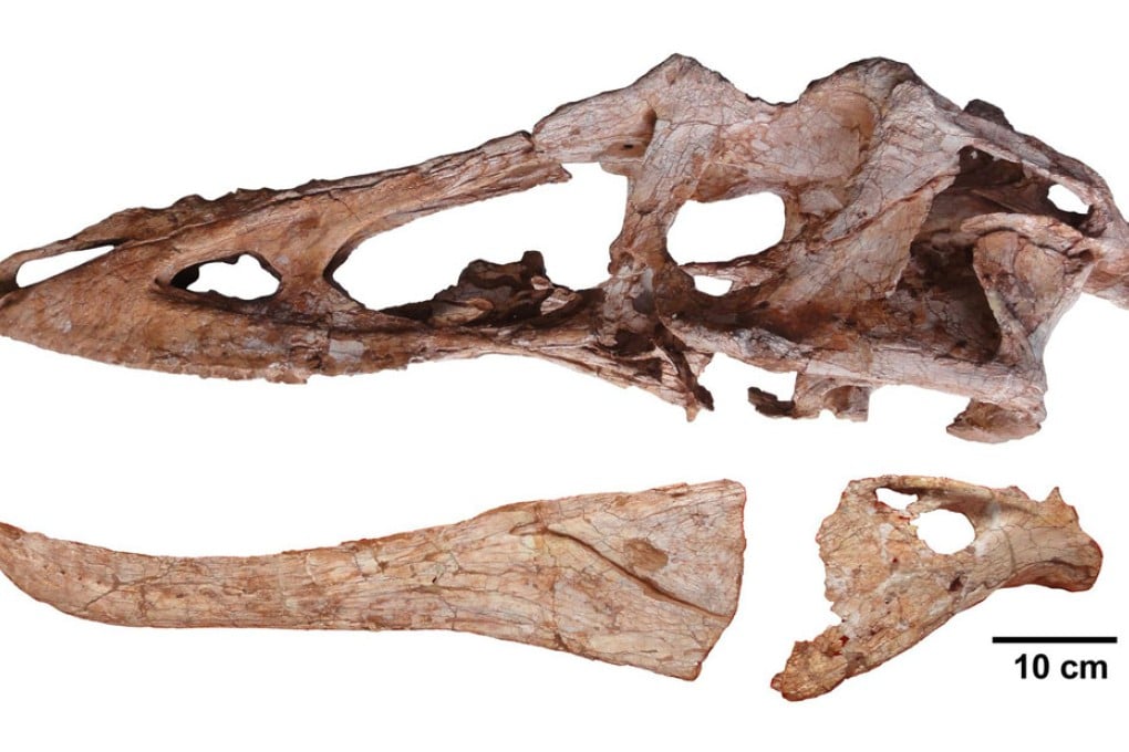 Qianzhousaurus sinensis with its long snout. Photo: Reuters