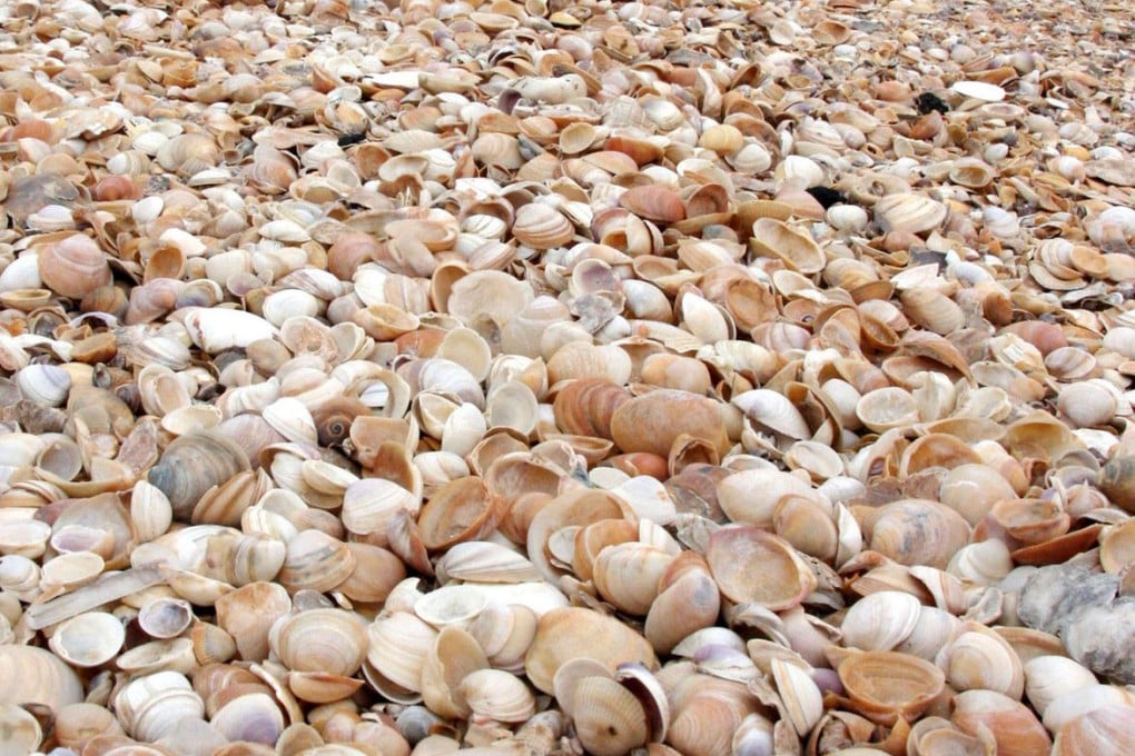 Tourism, but not tourists, blamed for seashell loss
