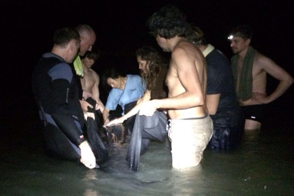 Rescuers attempt to lift the stranded dolphin to safety from the beach at Tung Wan on Saturday. Photo: Ocean Park