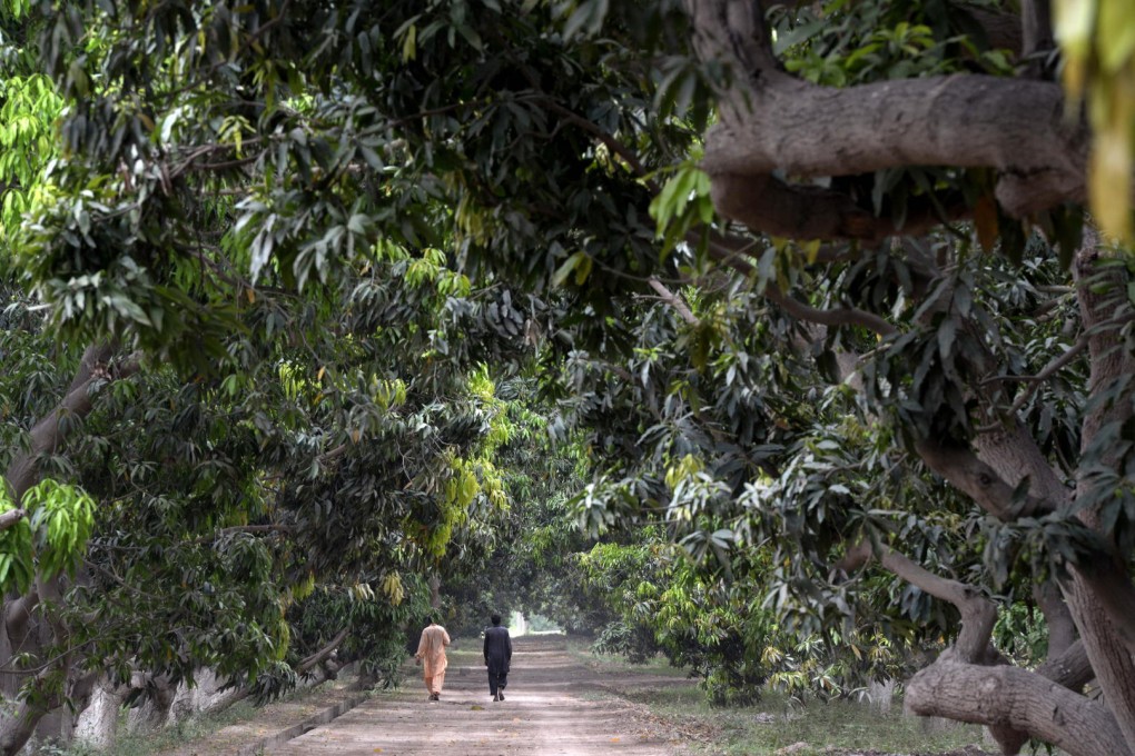 A mango farm northeast of the Pakistani city of Multan, where local growers see an opportunity to increase exports to the EU. Photo: AFP
