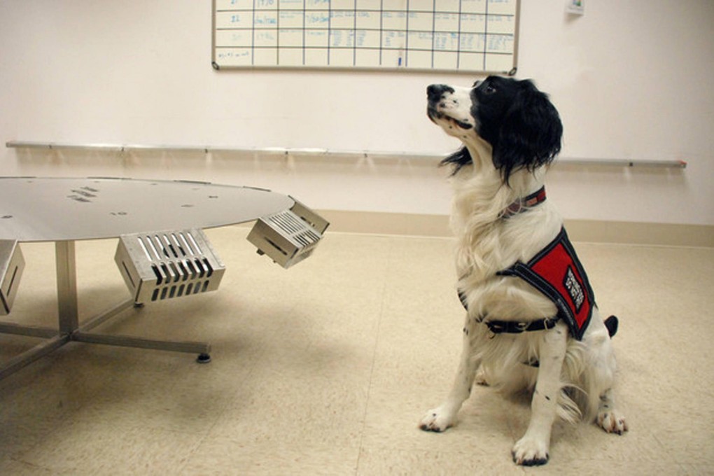 A dog is trained to sniff out the scents that indicate whether a woman has ovarian cancer. The dogs have been found to have a 90 per cent accuracy rate. Photo: Bloomberg