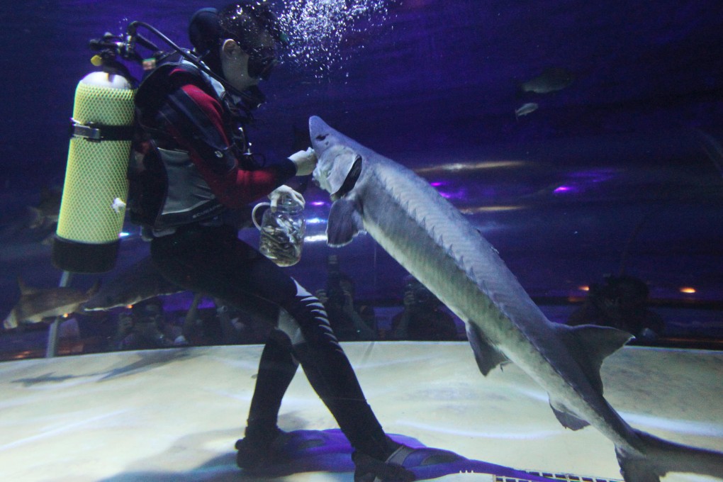 Nine Chinese sturgeons are on display at Ocean Park.