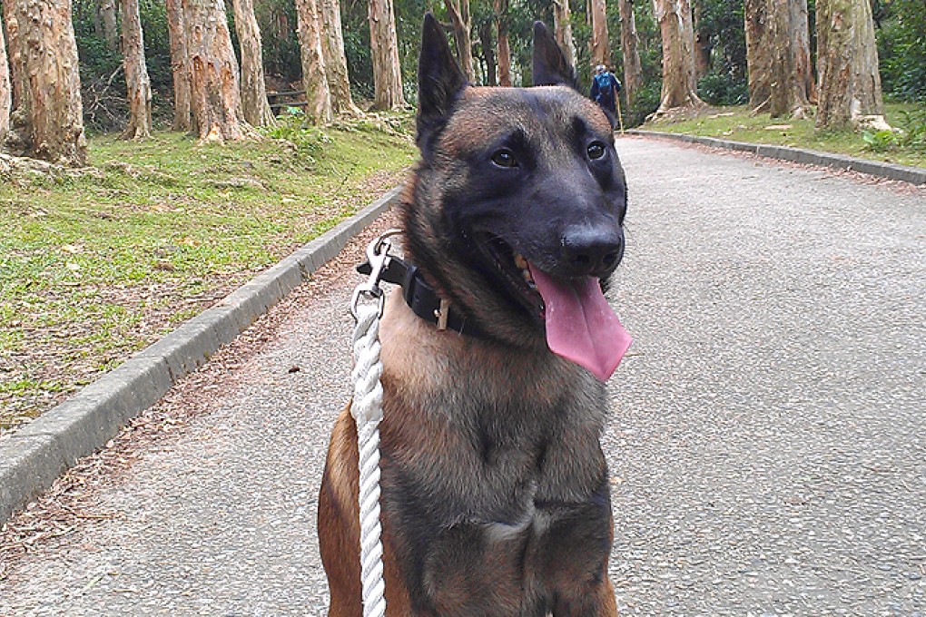 Dax, the missing three-year-old Belgian shepherd. Photo: SCMP