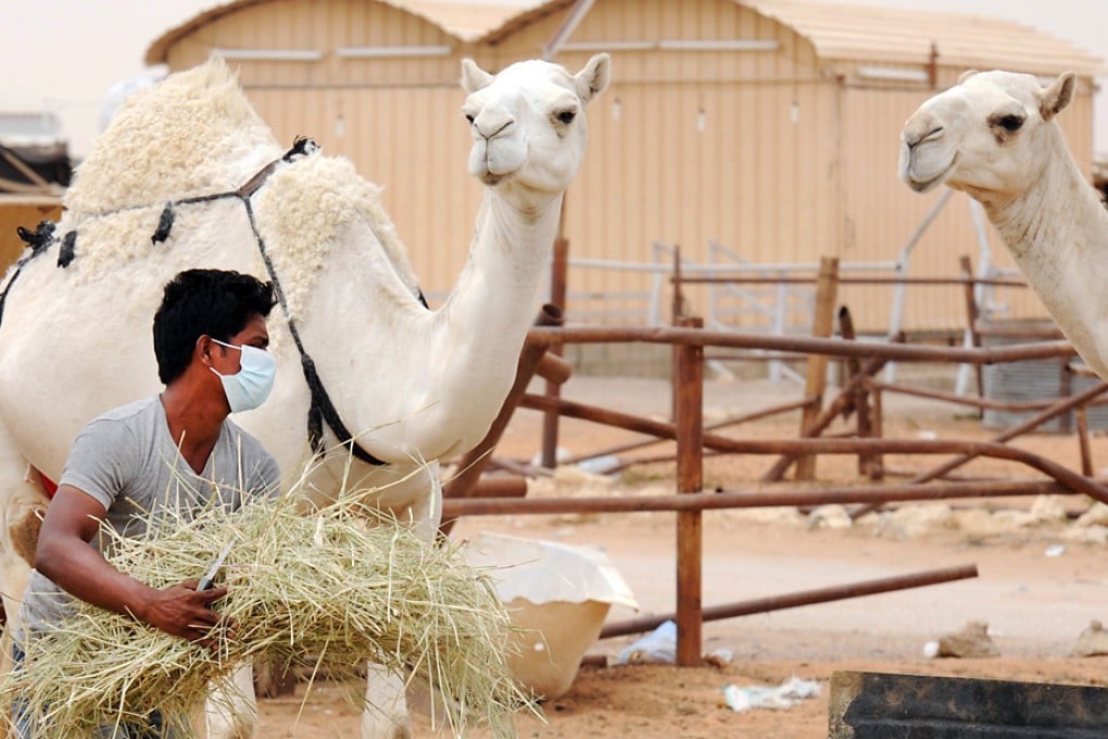 An Indian worker wears a mouth and nose mask as he feeds camels at his Saudi employer's farm outside Riyadh. Photo: AFP