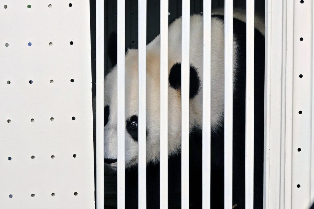 Ladies first: Feng Yi, the female, looks out from its cage upon its arrival at the Kuala Lumpur. Photo: EPA