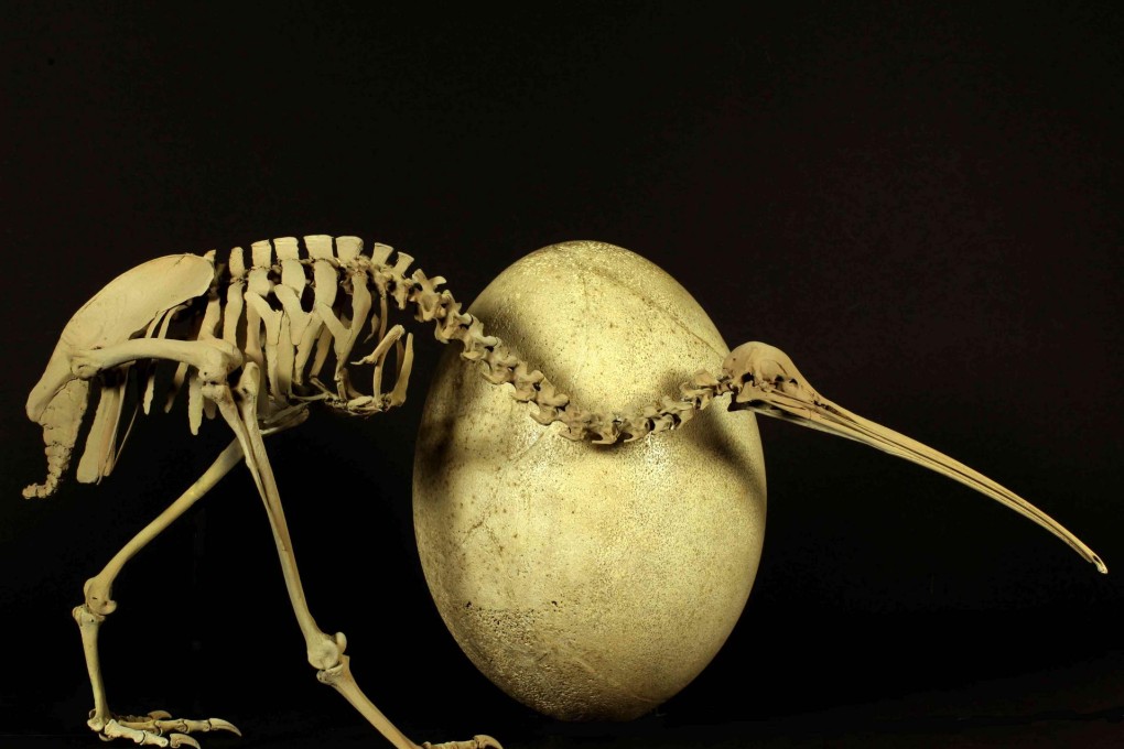 A skeleton of a kiwi next to the egg of an elephant bird.Photo: AP