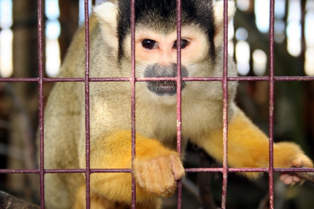 Activists are campaigning to force Air France to halt the transport of monkeys for medical research. Photo: SMP Pictures