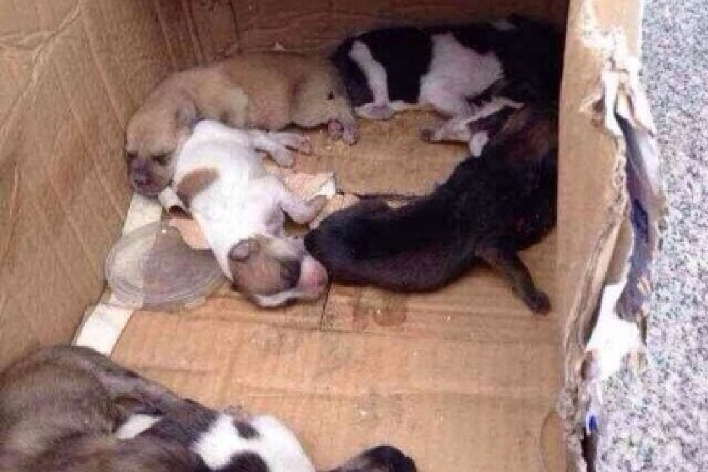 The puppies pictured in a cardboard box before they were violently thrown to the floor. Photo: Weibo
