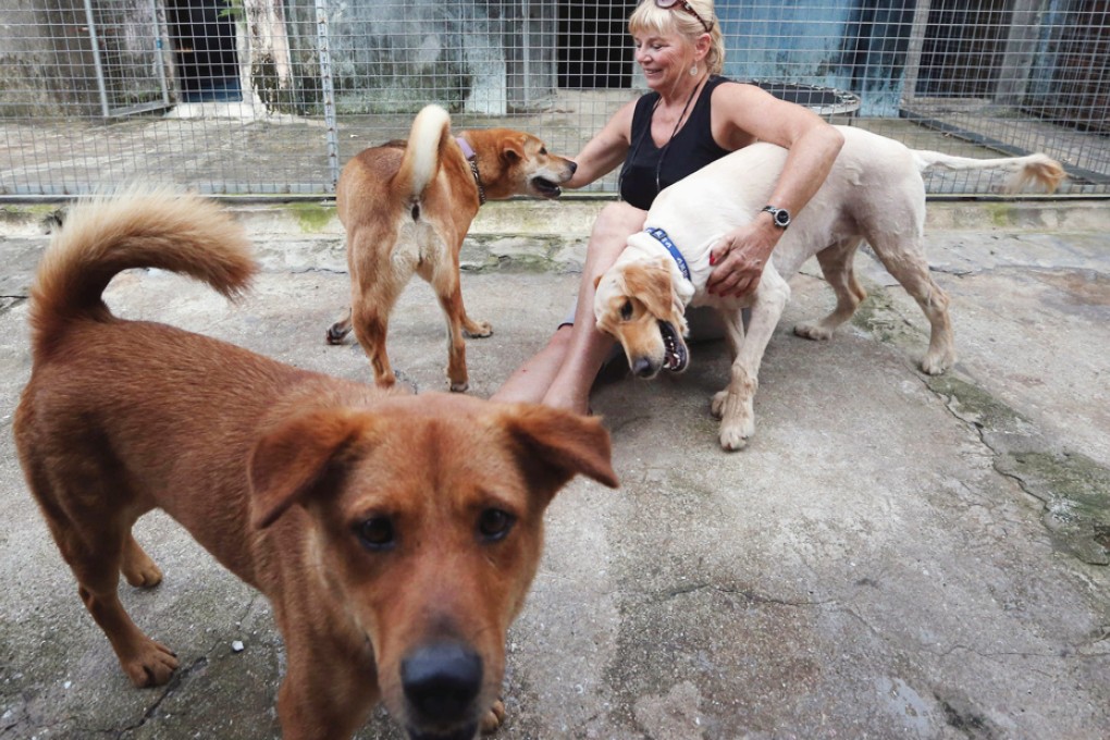 Sai Kung Stray Friends chairwoman Narelle Pamuk with three of the dogs that have until June 20 to find a home. Photo: Nora Tam