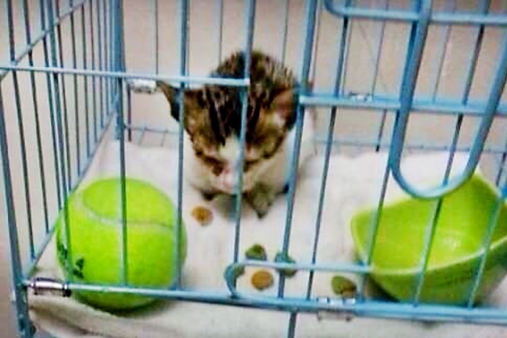 The kitten, pictured before it was decapitated. Photo: SCMP Pictures