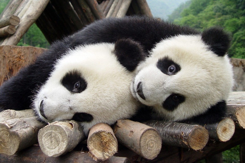 Giant pandas playing at the Giant Panda Protection and Research Centre in Sichuan province. Photo: Reuters