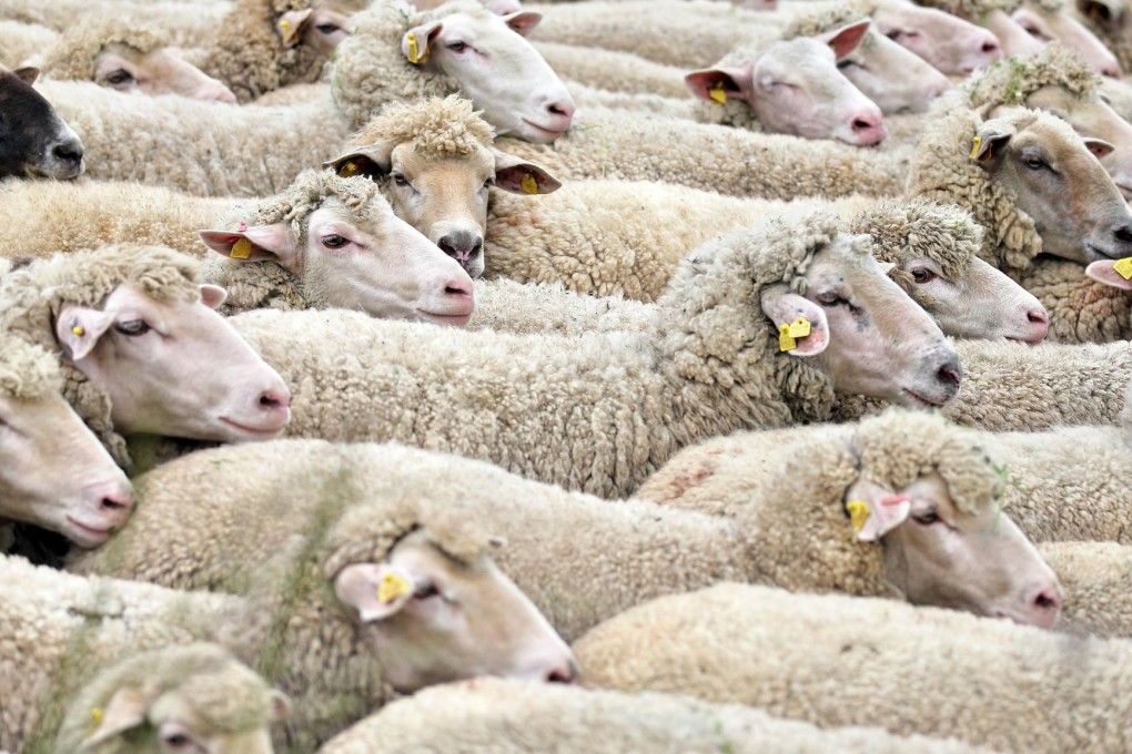 Mapping the sheep genome may make flocks healthier. Photo: AFP