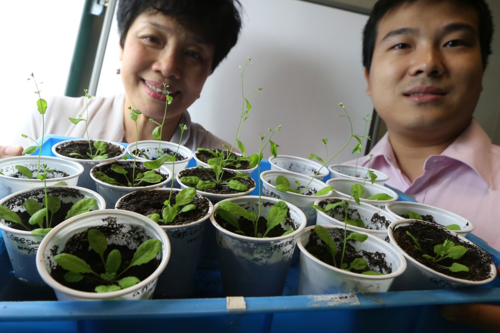 The genetically modified plants can tolerate freezing conditions. Professor Chye Mee-len (left) and PhD student Liao Pan. Photo: David Wong