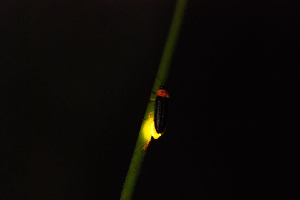 How one Hongkonger is lighting up the night skies, with fireflies