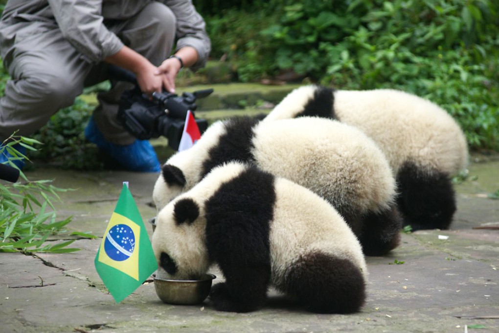 Baby pandas at the research centre in Sichuan eat from bowls marked with Brazil's and Croatia's national flags. Photo: Xinhua