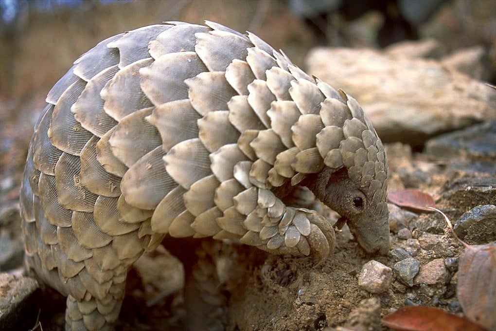 Pangolins are scaly anteaters and two types of the mammal are endangered. Photo: SCMP Pictures