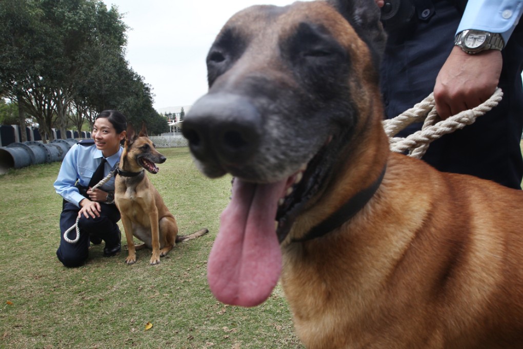 Police dog dies in leap from roof of unit's headquarters