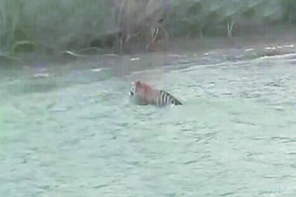 The wild Siberian tiger gave up after several attempts to clamber onto the boat and swam ashore instead. Photo: SCMP Pictures