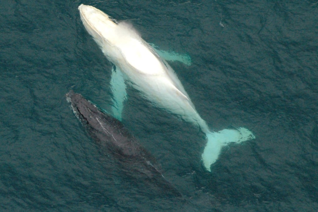 Very rare white humpback whale spotted off Australia