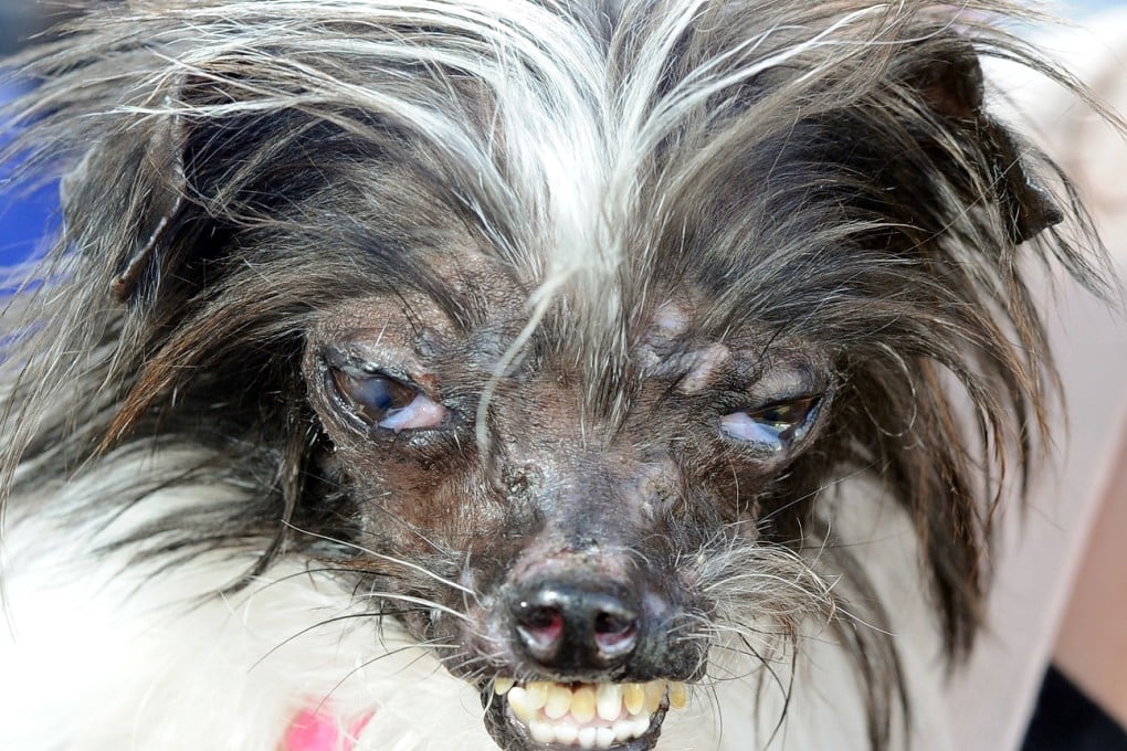 Peanut won the World's Ugliest Dog Competition in Petaluma, California. Photo: AFP