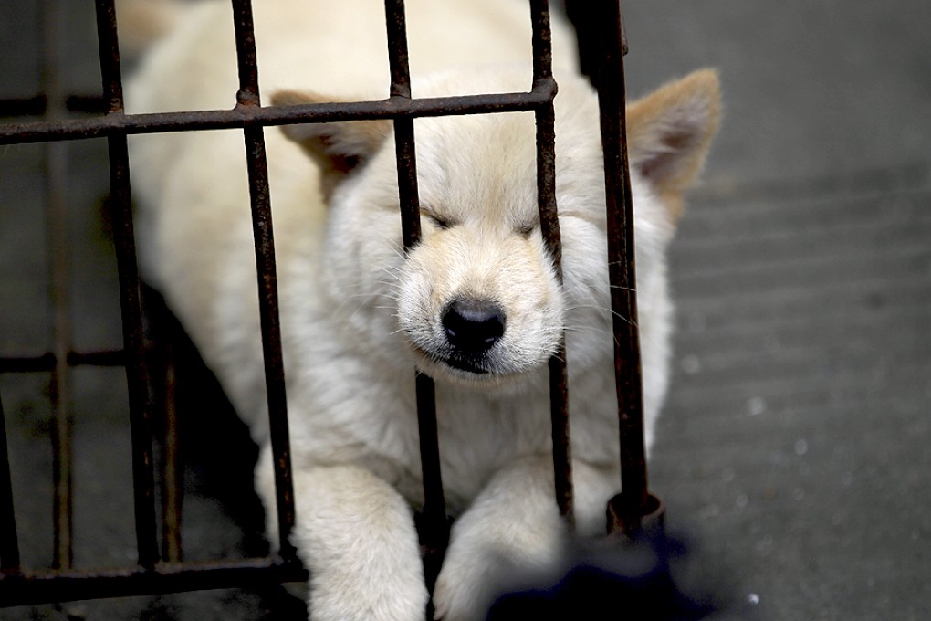 A dog being sold in a market in Yulin, in southern China's Guangxi Zhuang Autonomous Region. Photo: AP