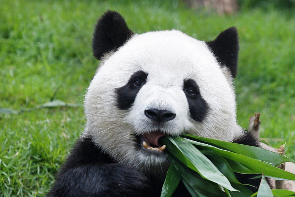 Sam Sam eats bamboo leaves in Seac Pai Van Park in Macau in 2011. Photo: AP
