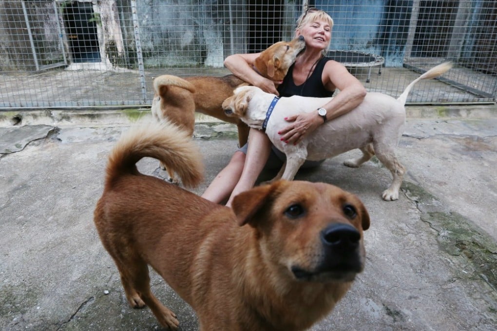 Narelle Pamuk of the Sai Kung Stray Friends shelter with some of its doggie denizens. Photo: Nora Tam