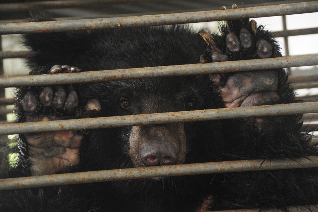 Pickle Nicol‚ the bear adopted by Downton Abbey actress Lesley Nicol, at the farm near Nanning, in the Guangxi Zhuang autonomous region. Photos: Red Door News Hong Kong