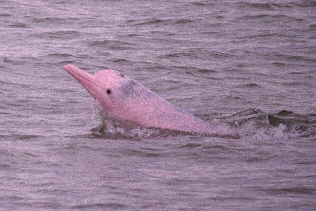 US consultant believes dolphins will return after third runway is built