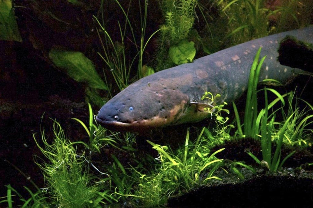 An electric eel, which can emit a jolt of 600 volts. Photo: Reuters