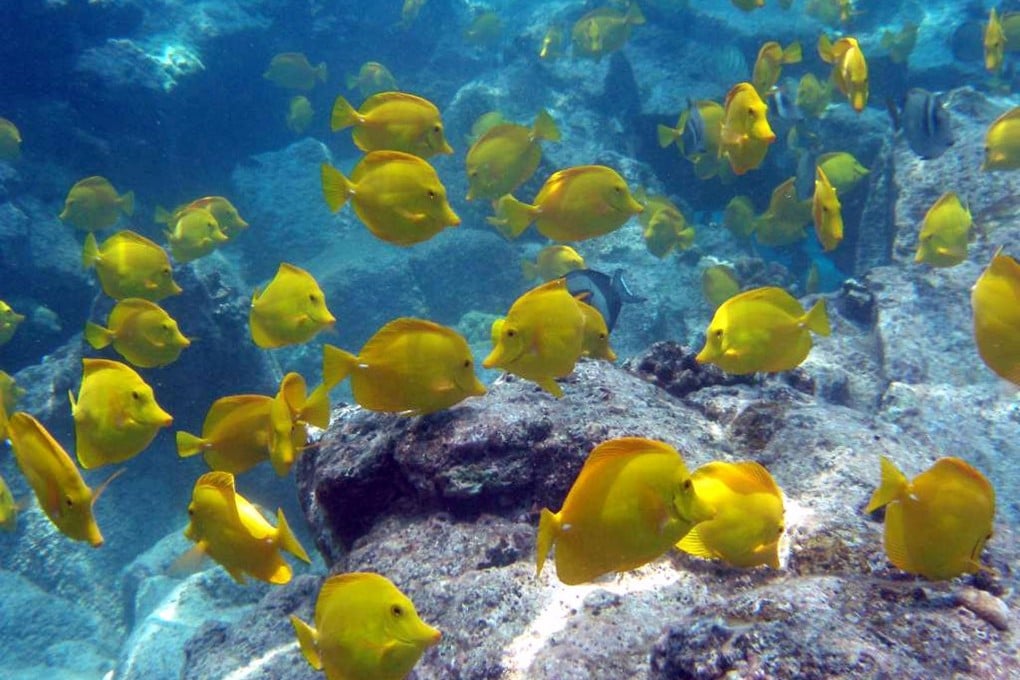 A school of yellow tang off Hawaii - despite being the tropical fish most collected for aquariums, numbers have risen since bans on fishing were introduced. Photo: AP