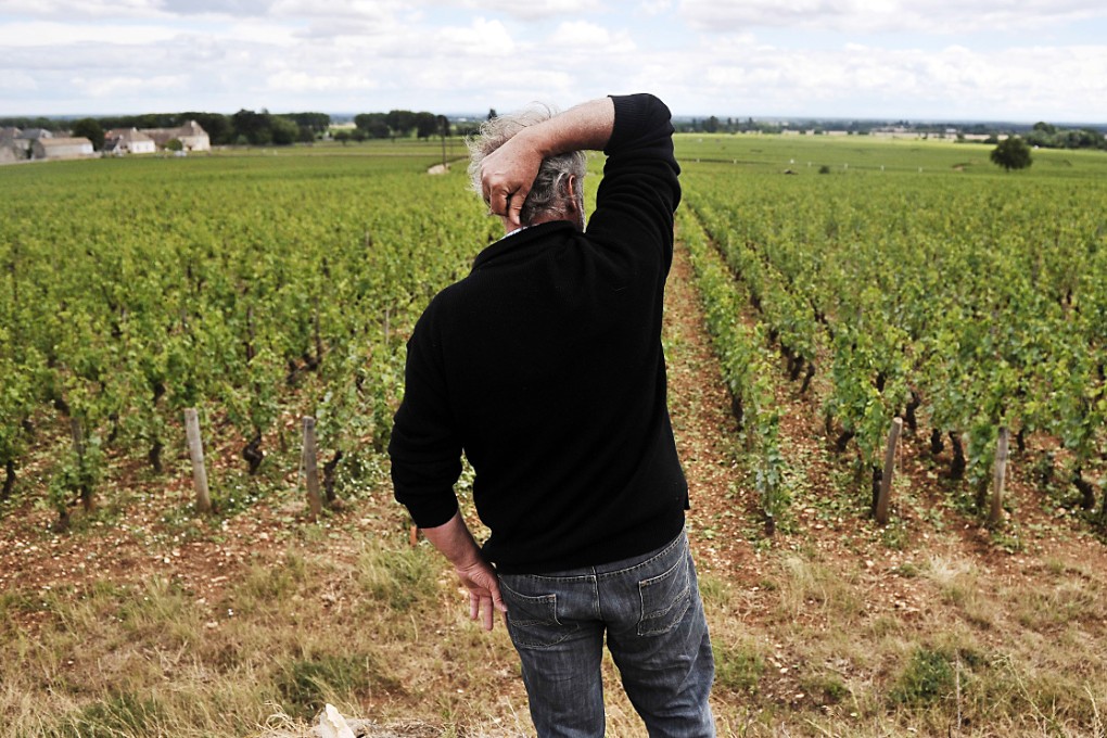 A wine-grower looks at damages in Pommard in France's Burgundy region of prestigious vineyards after an hailstorm destroyed between 40 to 80 percent of crops in some estates. Photo: AFP
