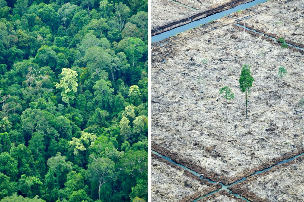 An aerial survey mission by Greenpeace over Sumatra island shows an area of rainforest of the Sungai Sembilang National Park (left) while nearby, at the edge of the protected area, a lone tree (right) isolated after the peatland forest was cut and cleared in a huge paper and pulpwood concession area located in South Sumatra. Photo: AFP