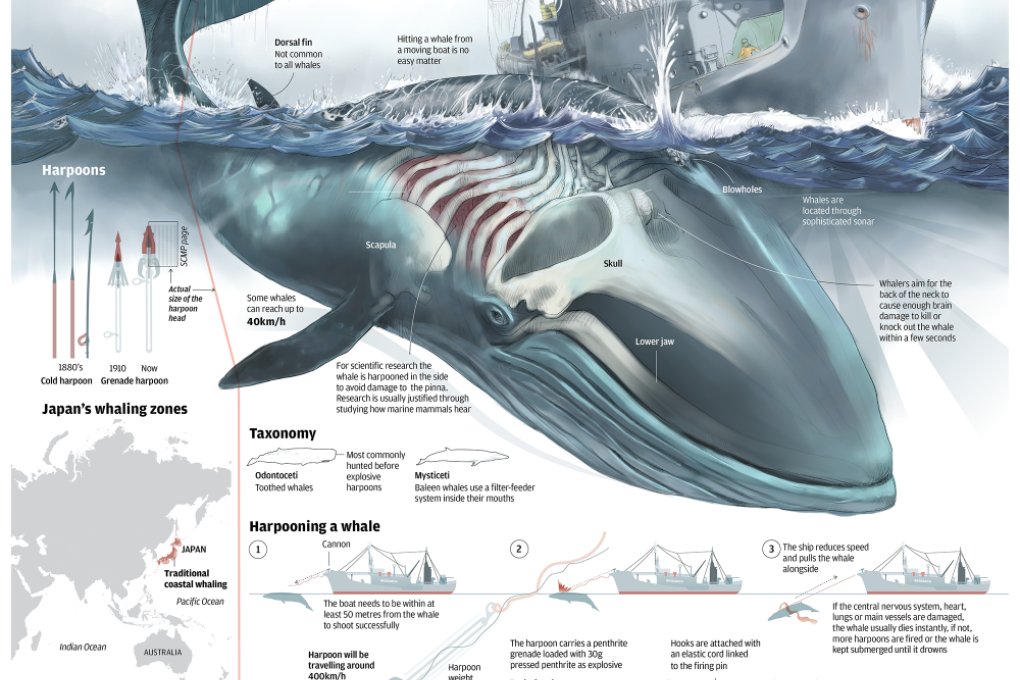 The hunters and the hunted