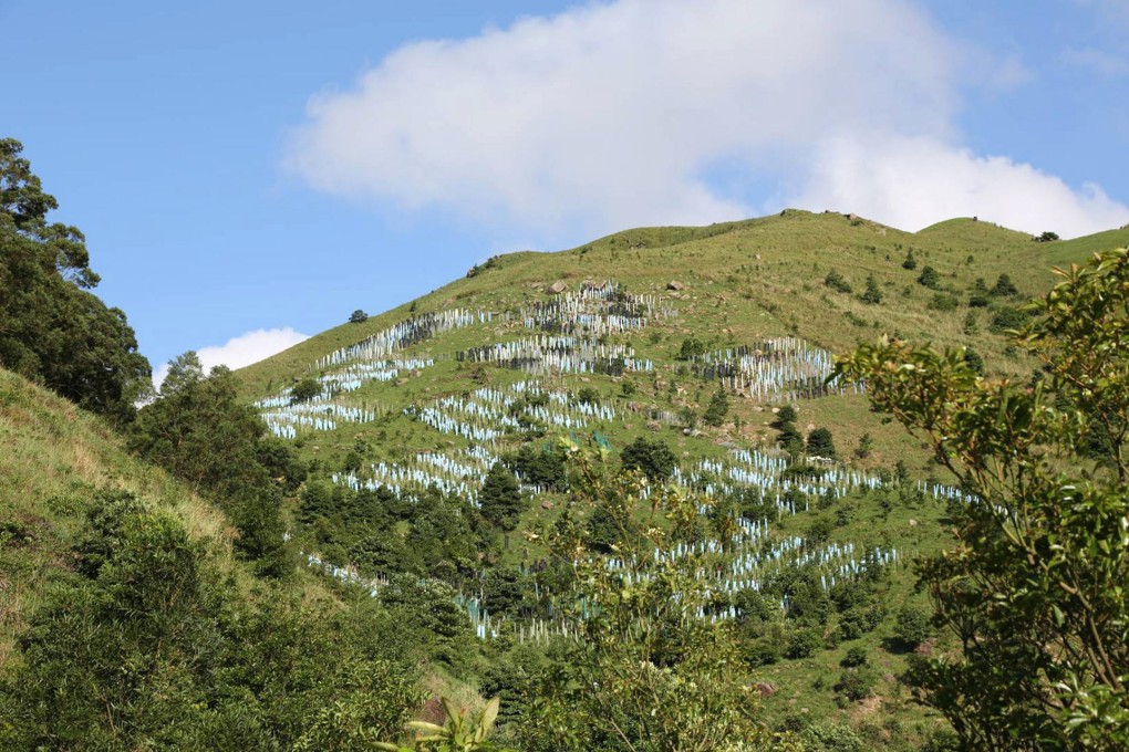 Trees planted on Tai Mo Shan by Kadoorie Farm and Botanic Gardens. Blue plastic guards keep the seedlings in controlled climates. Photo: Kadoorie Farm and Botanic Garden