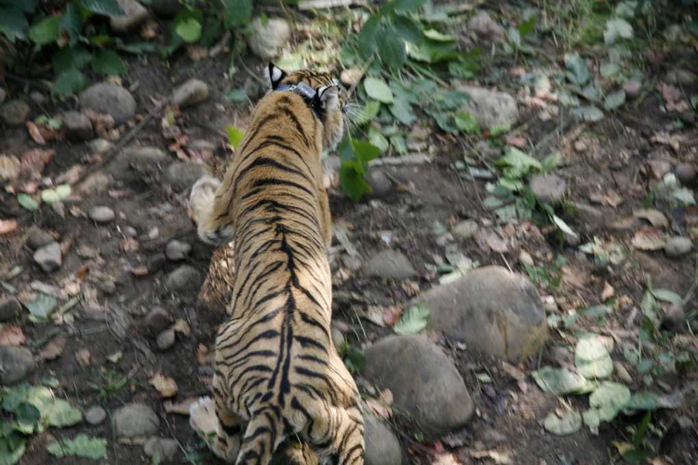 A Bengal tiger with a satellite radio collar. Photo: WWF