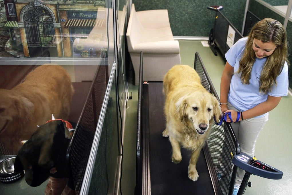 Staff worker Kelli Quinones walks golden retriever Ceili on a treadmill for dogs at the Morris Animal Inn in Morristown, N.J.. Photo: AP