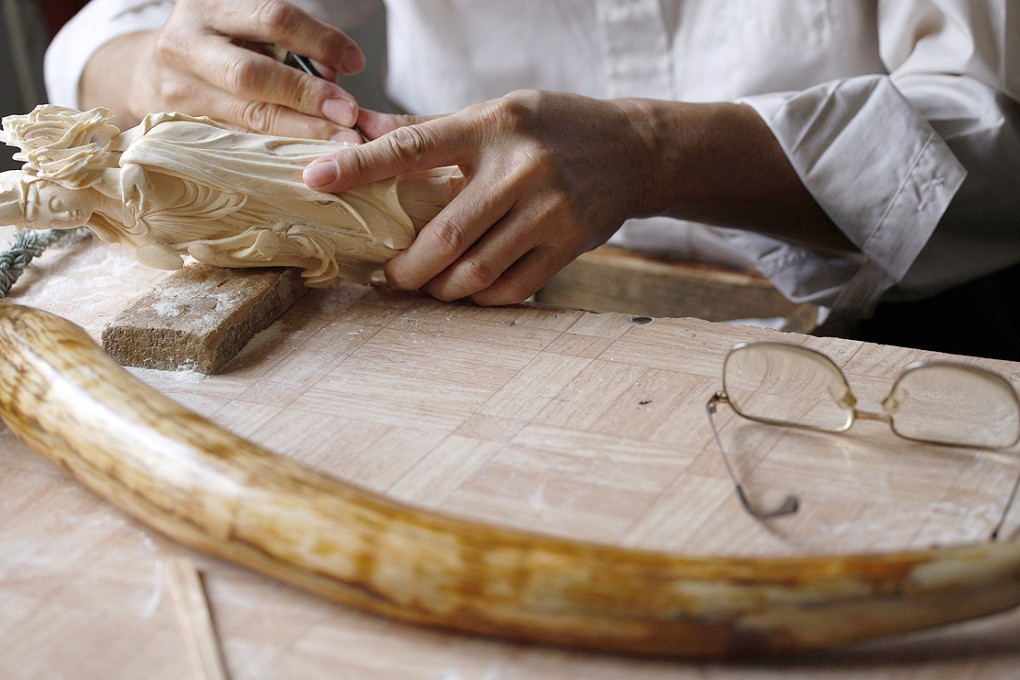 The price of elephant ivory for workshop owners in China has tripled over the last four years. Photo: Reuters