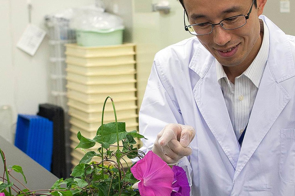 Researcher Kenichi Shibuya with a morning glory plant. Photo: AFP