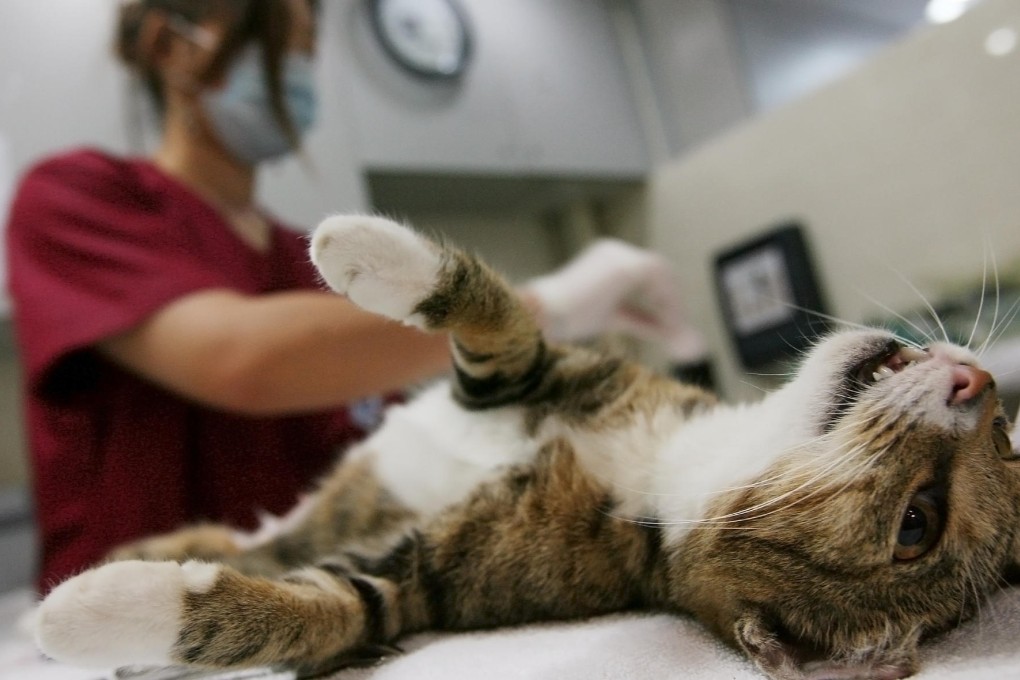 Animal owners in the city now face years of waiting before their concerns are addressed by the governing body for local veterinarians. Photo: Ricky Chung