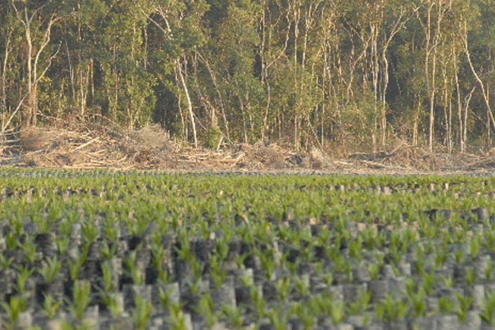 A palm oil nursery in Indonesia. Much of Southeast Asia's rainforest is being cleared to grow crops for bio-diesel. Photo: Reuters