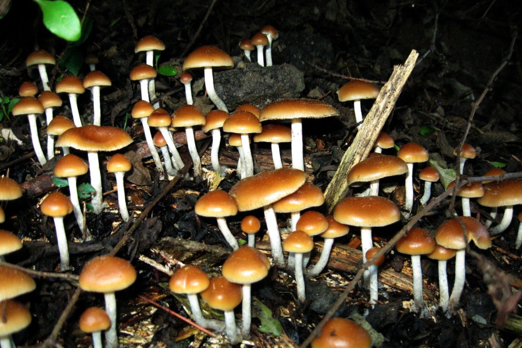Psilocybe allenii, a type of magic mushroom that contains the psychoactive compounds psilocin and psilocybin.