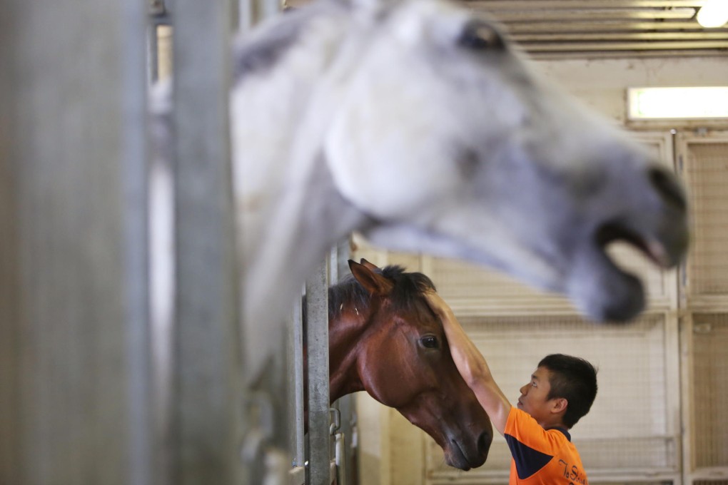 Trainee Chris Pang tends to one of the horses at the Jockey Club's talent development stable at the Sha Tin Racecourse. Photo: Sam Tsang