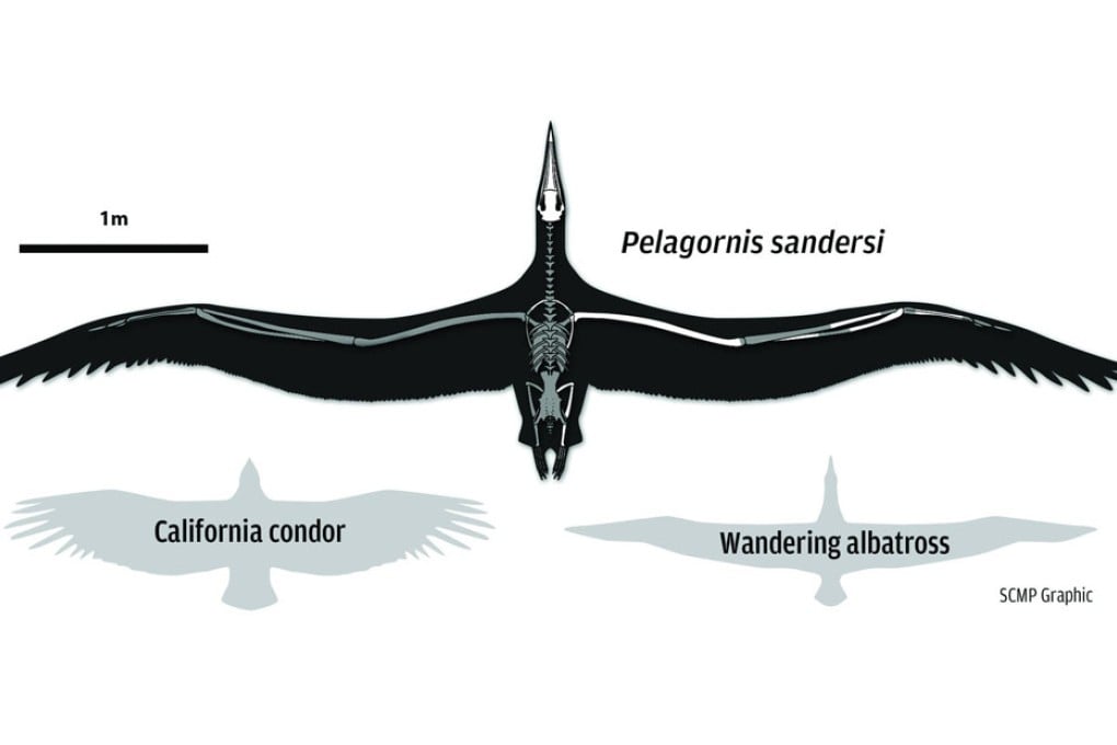 The wingspan of Pelagornis sandersi was twice as wide as that of biggest modern-day flying bird