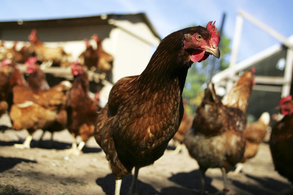 Chickens walk in their enclosure on a farm in Maryland.