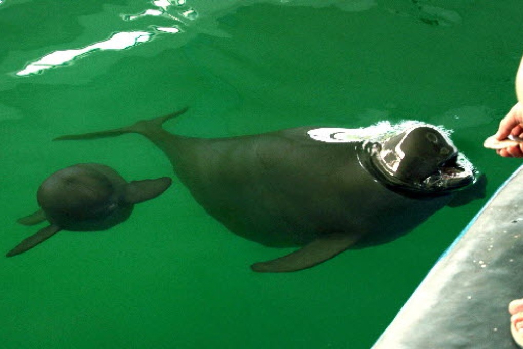 A worker feeds a female Yangtze inless porpoise, as her baby swims behind, at the Wuhan Institute of Hydrobiology in 2005. The porpoise is critically endangered. Phioto: EPA