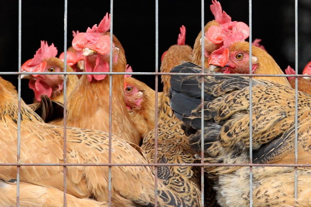 Shenzhen is the second Pearl River Delta city to ban live chicken sales after Guangzhou. Illegal hawking has sprung up to cater to the demand. Photo: David Wong