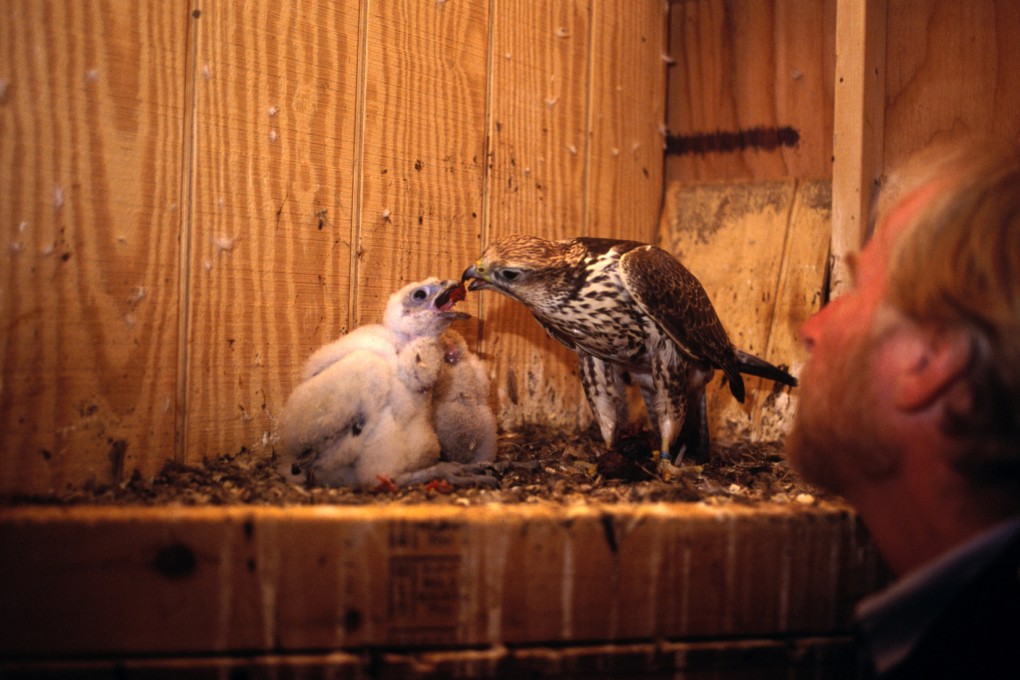 The first phase of the building of the falcon-breeding centre in Xinjiang is due to be completed in 2016. Photo: Corbis