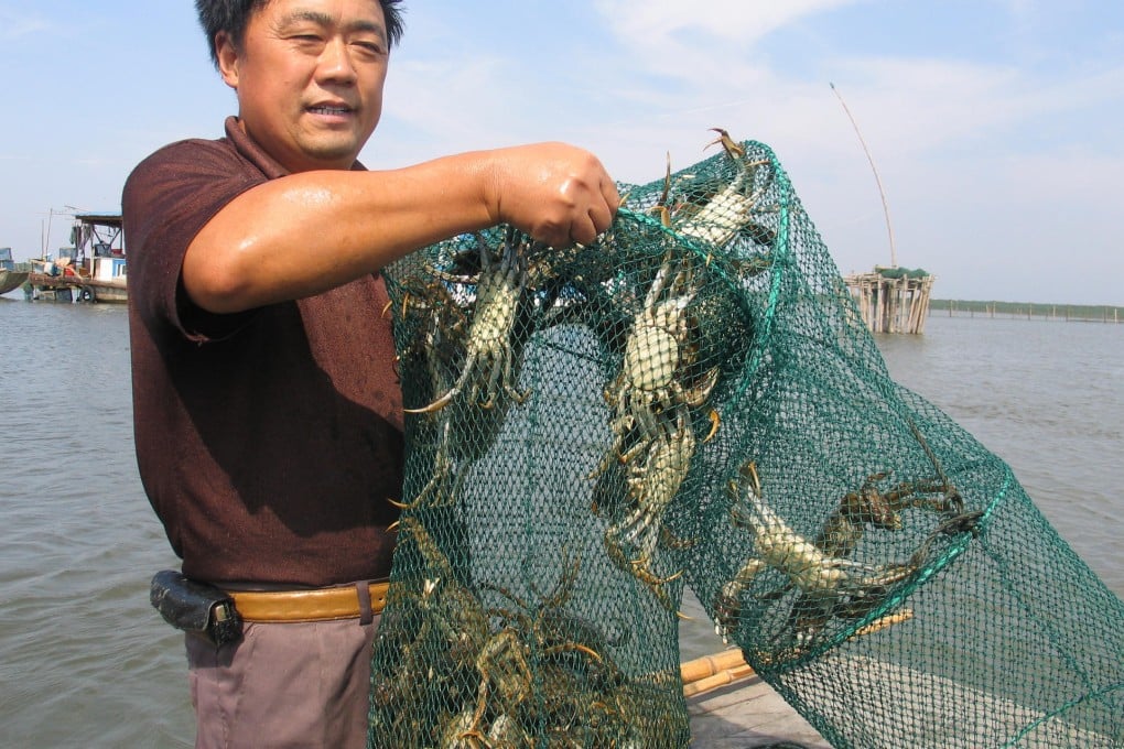 Farmers of hairy crabs now have the option of weather-related insurance as a risk management tool. Photo: SCMP