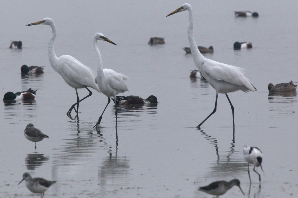 People driving away lovely egrets. Photo: Nora Tam